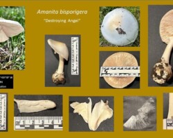 1st Place Scientific Collage of Amanita bisporigera (Destroying Angel) specimens from Afton, Minnesota, shown at various angles and stages with measuring scales for scientific documentation. Images highlight the white cap, gills, stem, bulbous base, and veil remnants, along with close-ups of gill attachment and cross-sections. Captioned “1st Place Scientific.”