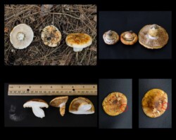 4th Place Scientific Collage of Tricholoma focale mushrooms showing various stages and perspectives, including caps, gills, stems, cross-sections, and spore prints. Features orange-brown caps with lighter edges, white gills, and thick stems. Includes size reference with a ruler and marked details on cap surface. Captioned “Tricholoma focale – Alex Saari, 4th Place Scientific.”