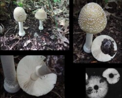 3rd Place Scientific Collage of Amanita multisquamosa (White Panther) mushrooms in various views, showing tall white stems with bulbous bases, pale tan caps covered in white warts, and white gills. Includes spore print images and specimens in both natural forest floor habitat and staged close-ups. Captioned “Amanita multisquamosa (White Panther) – 3rd Place Scientific.”