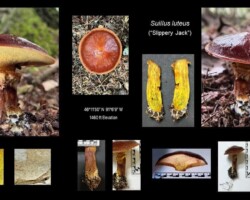 Honorable Mention Scientific Collage of Suillus luteus (Slippery Jack) mushroom images showing multiple views and details, including whole specimens in habitat, cap surface, pore surface, stem texture, and cross-sections revealing yellow flesh. Includes GPS coordinates and elevation, captioned “Suillus luteus (Slippery Jack) – Nan Etzwiler, Honorable Mention Scientific.”