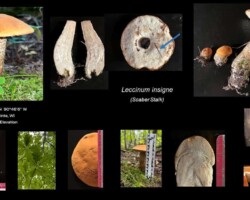 Honorable Mention Scientific Collage of Leccinum insigne (Scaber Stalk) mushroom images showing various views and details, including whole specimens, cross-sections, cap surface, stem texture, pore surface, and habitat context, with GPS coordinates and elevation noted. Captioned “Leccinum insigne (Scaber Stalk) – Nan Etzwile, Honorable Mention Scientific.”