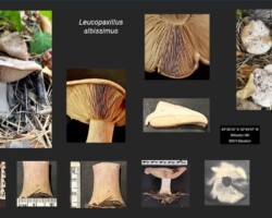 Honorable Mention Scientific Collage of Leucopaxillus albissimus mushrooms showing various perspectives, including whole specimens in habitat, gill close-ups, stem details, cross-section, and spore images. Features large, pale cream to white caps with crowded gills and sturdy stems. Includes GPS coordinates and elevation, captioned “Leucopaxillus albissimus – Nan Etzwiler, Honorable Mention Scientific.”
