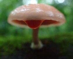 1st Place Humor/Other Close-up of a pinkish Rhodotus palmatus mushroom with a droplet of red liquid hanging from the edge of its cap, set against a blurred green forest background. Captioned “1st Place Humor/Other.”