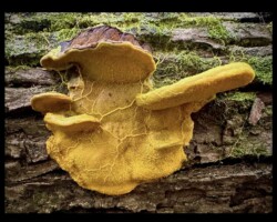 2nd Place Humor/Other A bright yellow, crust-like fungus with branching vein patterns spreads across the surface of a moss-covered log. Captioned “2nd Place Humor/Other.”