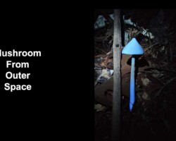 3rd Place Humor/Other A bright blue mushroom with a conical cap and slender stem, illuminated in the dark forest floor, positioned next to a thin tree branch. The left side of the image has black space with the text “Mushroom From Outer Space.” Captioned “3rd Place Humor/Other.”