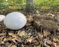 4th Place Humor/Other Side-by-side comparison of a giant white puffball mushroom labeled “Before” and the same mushroom after being broken open, revealing a brown, soil-like interior, labeled “After.” Forest floor covered in autumn leaves surrounds both. Captioned “4th Place Humor/Other.”