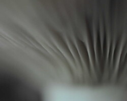 Director's Award (Pictorial) Extreme close-up of the gills of a Pleurotus ostreatus (oyster mushroom), showing fine, radiating ridges in soft gray tones with a smooth gradient toward the cap edge. Captioned “Director’s Award (Pictorial).”