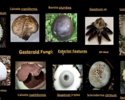 1st Place Scientific (1 of 2) - Blewit Award