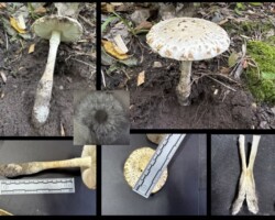 2nd Place Scientific