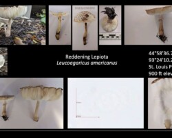 3rd Place Scientific