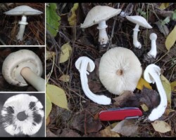 4th Place Scientific