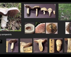 Honorable Mention Scientific Collage of Agaricus campestris mushrooms showing various stages, including whole specimens, gills, caps, stems, and a fairy ring in grass. Includes close-ups with measurement scales and location coordinates. Captioned “Honorable Mention Scientific.”
