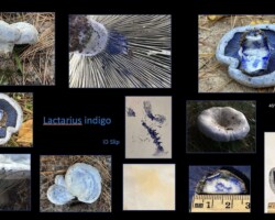 Honorable Mention Scientific Collage of Lactarius indigo mushrooms displaying various views, including blue caps, stems, gills, latex exudate, and spore prints. Labeled with location coordinates, elevation, and measurement scales. Captioned “Honorable Mention Scientific.”
