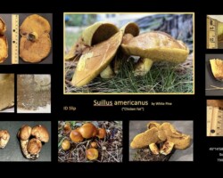 Honorable Mention Scientific Collage of Suillus americanus mushrooms, also known as "chicken fat" boletes, showing multiple views including caps, stems, pores, and habitat near white pine. Labeled with location coordinates, elevation, and measurement references. Captioned “Honorable Mention Scientific.”