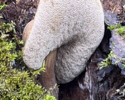 2nd Place Humor/Other