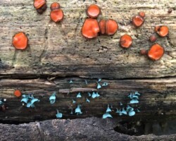 3rd Place Humor/Other