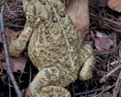 4th Place Humor/Other (Tie)