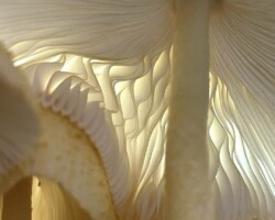 1st Place Pictorial (Tie)