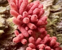 1st Place Pictorial (Tie)