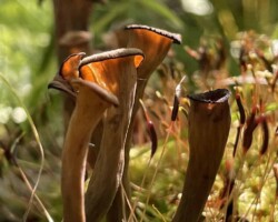 Honorable Mention Pictorial