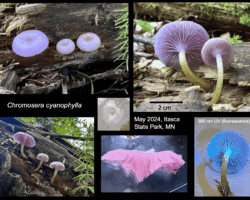 1st Place Scientific