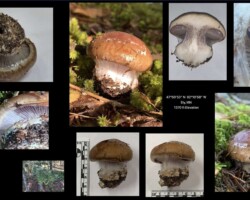 2nd Place Scientific