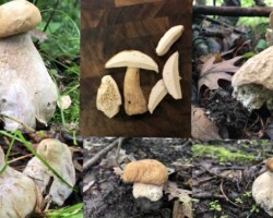 3rd Place Scientific