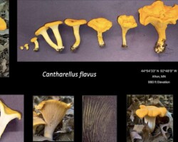 Honorable Mention Scientific