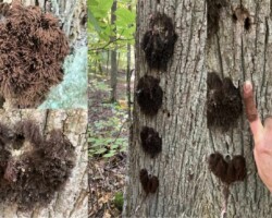 Honorable Mention Scientific