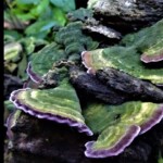 Cluster of Trichaptum biforme mushrooms, also known as Violet-toothed Polypore, growing on decaying wood. The fan-shaped caps are greenish with striking violet edges. 3rd Place Tied in the Pictorial category by Howard Goltz.