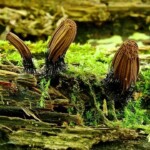 Three slender, dark brown slime molds (Stemonitis sp.) with upright sporangia and wiry stalks, growing on a mossy, decaying log. 3rd Place Tied in the Pictorial category, photo by Kathy Yerich.