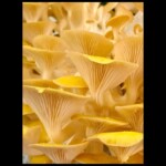 Cluster of golden-yellow oyster mushrooms (Pleurotus citrinopileatus) with vibrant caps and delicate gills. 2nd Place in the Pictorial category by Nan Etzwiler.