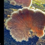 Close-up of a fan-shaped Schizophyllum commune mushroom with striking gill detail and a fuzzy white margin, growing on bark in soft, glowing light. 1st Place in the Pictorial category, photo by Marjie Carr-Oxley.