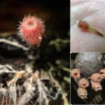 A collage of detailed photos showcasing the tiny, red, fuzzy Microstoma floccosum mushroom, including close-ups of its texture and size compared to a human fingertip. Honorable Mention in the Scientific Technical category by Marjie Carr-Oxley.