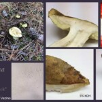 A collage documenting the Tricholoma equestre mushroom, also known as "Man on Horseback," with field, lab, and microscopic views including gill structure, cap texture, spore reaction in 5% KOH, and measurements. Honorable Mention in the Scientific Technical category by Tim Vezino.