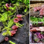 A collage showcasing vibrant reddish-purple Ascocoryne sarcoides (Purple Jellydisc) growing on mossy and decaying wood, with close-up views of clustered fruiting bodies and their habitat. 3rd Place winner in the Scientific Technical category by Marjie Carr-Oxley.