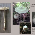 A scientific collage of Amanita c.f. umbrinolutea, also known as the "Umber-zoned Ringless Amanita," featuring multiple views: whole mushrooms, gills, and caps in various stages. The background includes leaf litter and forest floor, highlighting key identification features. Labeled as a 1st Place Tied winner in the Scientific Technical category by Elsa Vezino.