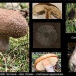 A collage of Cortinarius squamulosus mushrooms showing detailed views of the cap, gills, stem, and spore print. The mushroom features a scaly brown cap and thick stem. 1st Place Tied in the Scientific Technical category by Nan Etzwiler.