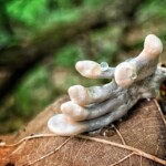 A humorous cluster of pale, finger-like Xylaria hypoxylon mushrooms resembling a small hand reaching out from a forest floor. The fungi rest on a fallen leaf, with dewdrops clinging to the tips, set against a vibrant green woodland background.