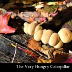 A cluster of pale, oval mushrooms arranged in a line on a fallen log among colorful autumn leaves, resembling a caterpillar. The playful composition and the title “The Very Hungry Caterpillar” add a humorous touch. Honorable Mention in the Other / Humor category by Heather Erickson. A cluster of pale, oval mushrooms arranged in a line on a fallen log among colorful autumn leaves, resembling a caterpillar. The playful composition and the title “The Very Hungry Caterpillar” add a humorous touch. Honorable Mention in the Other / Humor category by Heather Erickson.