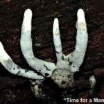 A humorous close-up of white, finger-like fungi resembling a hand reaching out from dark, decaying wood. The caption “Time for a Manicure” plays on the shape and condition of the fungal "fingers." This image won 3rd Place in the Other / Humor category by Howard Goltz.