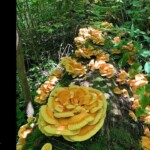 A large fruiting of Chicken of the Woods mushrooms cascades down a mossy fallen tree in the forest. Bright orange and yellow shelves fill the scene. 2nd Place in the Other / Humor category, photo by Marjie Carr-Oxley titled *Guess What's for Dinner*.