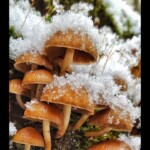 Cluster of small brown mushrooms dusted with fresh snow, growing on a mossy log. Honorable Mention in the Pictorial category by Marjie Carr-Oxley, titled "Favorite Things."