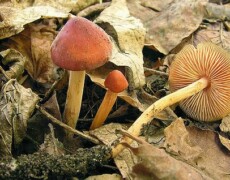 Renée LeBeuf — CC BY-SA 3.0 Caulorhiza hygrophoroides shown as a small cluster of orange-brown mushrooms growing among dry leaves. One cap is smooth and rounded, another is flipped to reveal closely spaced pale gills, and several slender yellow stems rise from the forest floor.