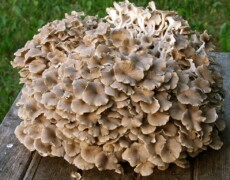 Nl74 — CC BY-SA 3.0 A large clustered fruiting body of Polyporus umbellatus forming many tightly packed gray-tan caps, resting on a wooden surface with green grass in the background.