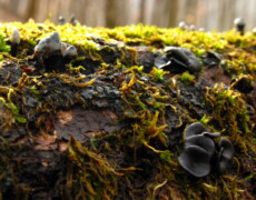 Walt Sturgeon (Mycowalt), CC BY-SA 3.0 Holwaya mucida growing on a moss-covered log, with dark gray cup-like fruiting bodies scattered across the bark. Some cups appear smooth and rounded, while nearby slender stalks topped with pale spore surfaces rise above the moss. The bright green moss contrasts with the darker fungus.