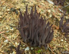 Jason Hollinger (Mushroom Observer), CC BY-SA 3.0 Cluster of slender, purple club-shaped fungi (Alloclavaria purpurea) emerging from sandy soil with scattered pine needles. The fruiting bodies form a dense tuft, each spine tapering to a rounded tip, with a small scale bar showing 1 cm for size reference.