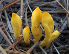 gillow2e — CC BY-SA 3.0 Neolecta irregularis growing in a tight cluster of bright yellow, club-shaped fruiting bodies emerging from the forest floor among pine needles and twigs. The irregular, smooth clubs stand upright with slightly swollen tips.