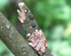 M J Richardson — CC BY-SA 2.0. The fungus Hypocrea lichenoides growing on a small branch, showing its pale pink, lumpy, crust-like surface with scattered dark spheres against a soft green background.