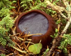 Irene Andersson — CC BY-SA 3.0 A dark brown cup fungus, Sarcocoma globosum, with a smooth, glossy interior and thick rounded rim, growing among moss, needles, and forest debris.